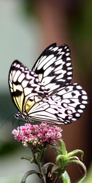 Butterfly perched on a flower